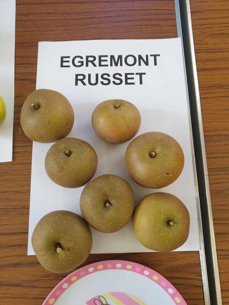 7 Egremont Russet apples on a labelled sheet of white A4 paper.
